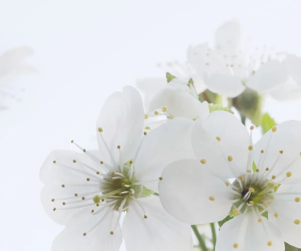 Вишневые цветы — стоковое фото