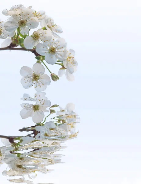 Ramo florescente de primavera — Fotografia de Stock