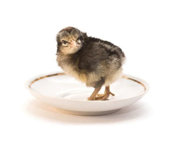 stock image Chicken in a plate