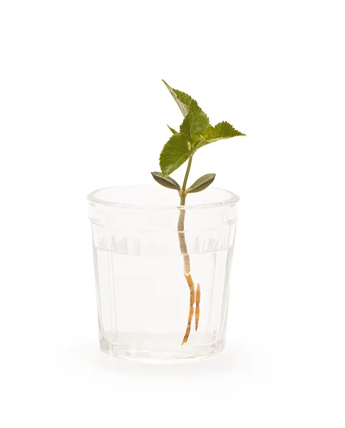 Sprout in a glass — Stock Photo, Image
