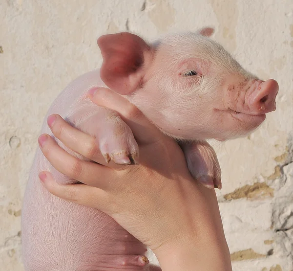 Schwein in weiblichen Händen — Stockfoto
