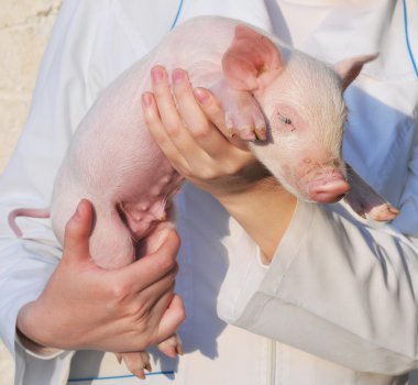 Pig in female hands clipart