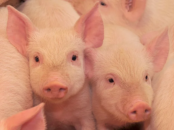 Cerdos en una de las granjas — Foto de Stock