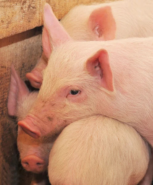 Pigs — Stock Photo, Image