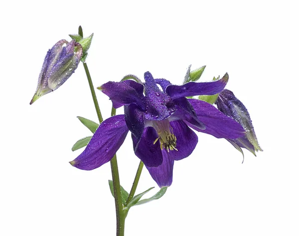 Λιλά λουλούδι — Φωτογραφία Αρχείου