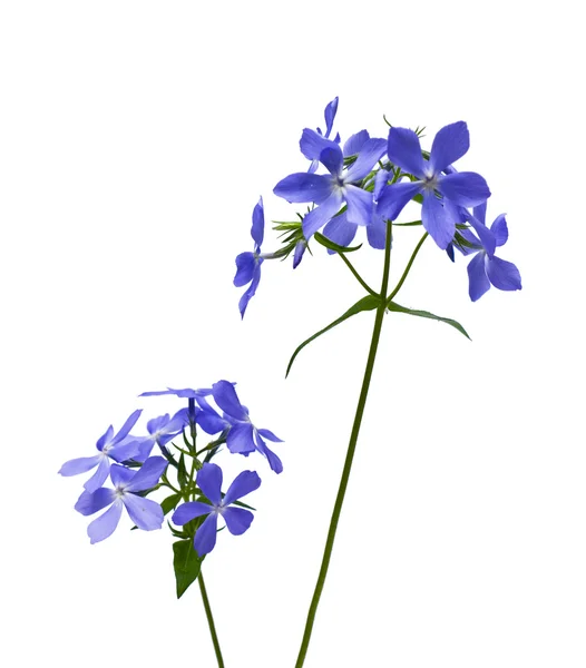 Flor de lila — Foto de Stock
