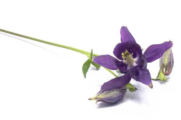 Fiore lilla — Foto Stock