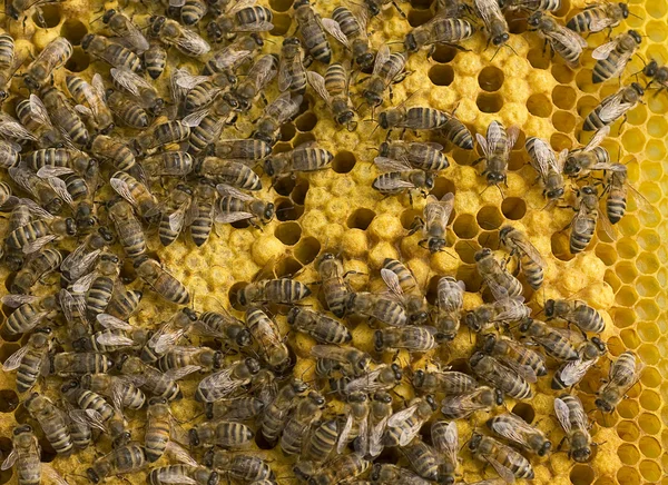 Bienen — Stockfoto