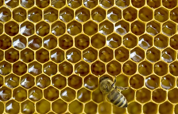 Pentes de mel de abelha — Fotografia de Stock