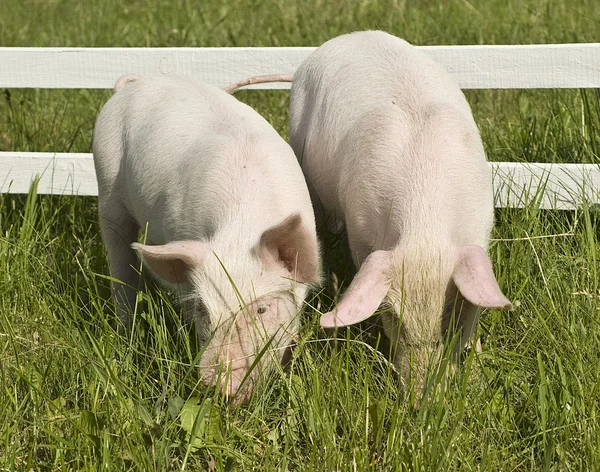 Dois porcos pequenos — Fotografia de Stock