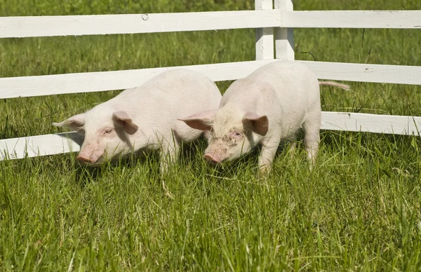 Små grisar — Stockfoto