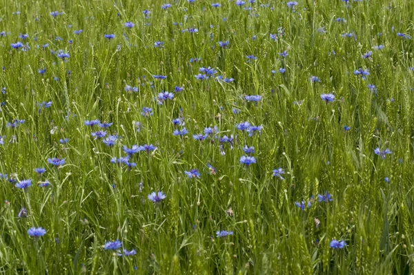 stock image Cornflowers