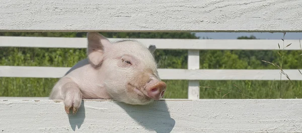 小猪 — 图库照片