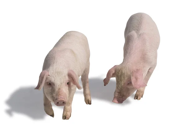 Zwei kleine Schweine — Stockfoto
