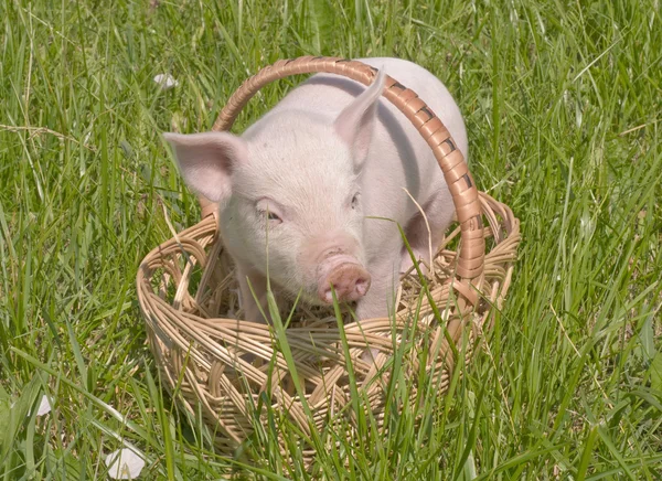 Kleines Schwein — Stockfoto