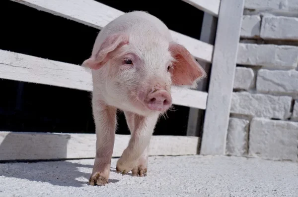 Маленькие свиньи — стоковое фото