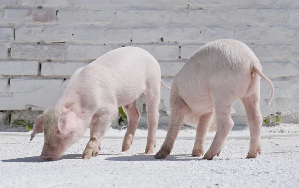 Två små grisar — Stockfoto
