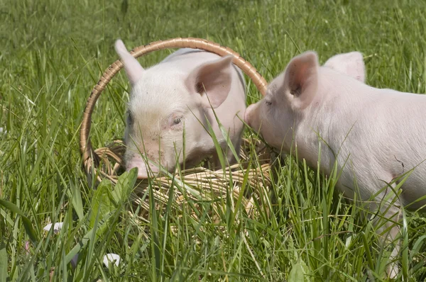 Cerdos pequeños — Foto de Stock