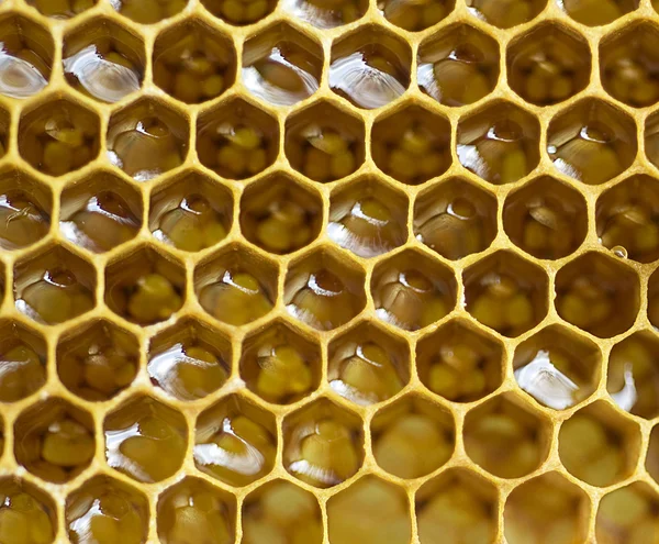 Bee honeycombs Stock Image