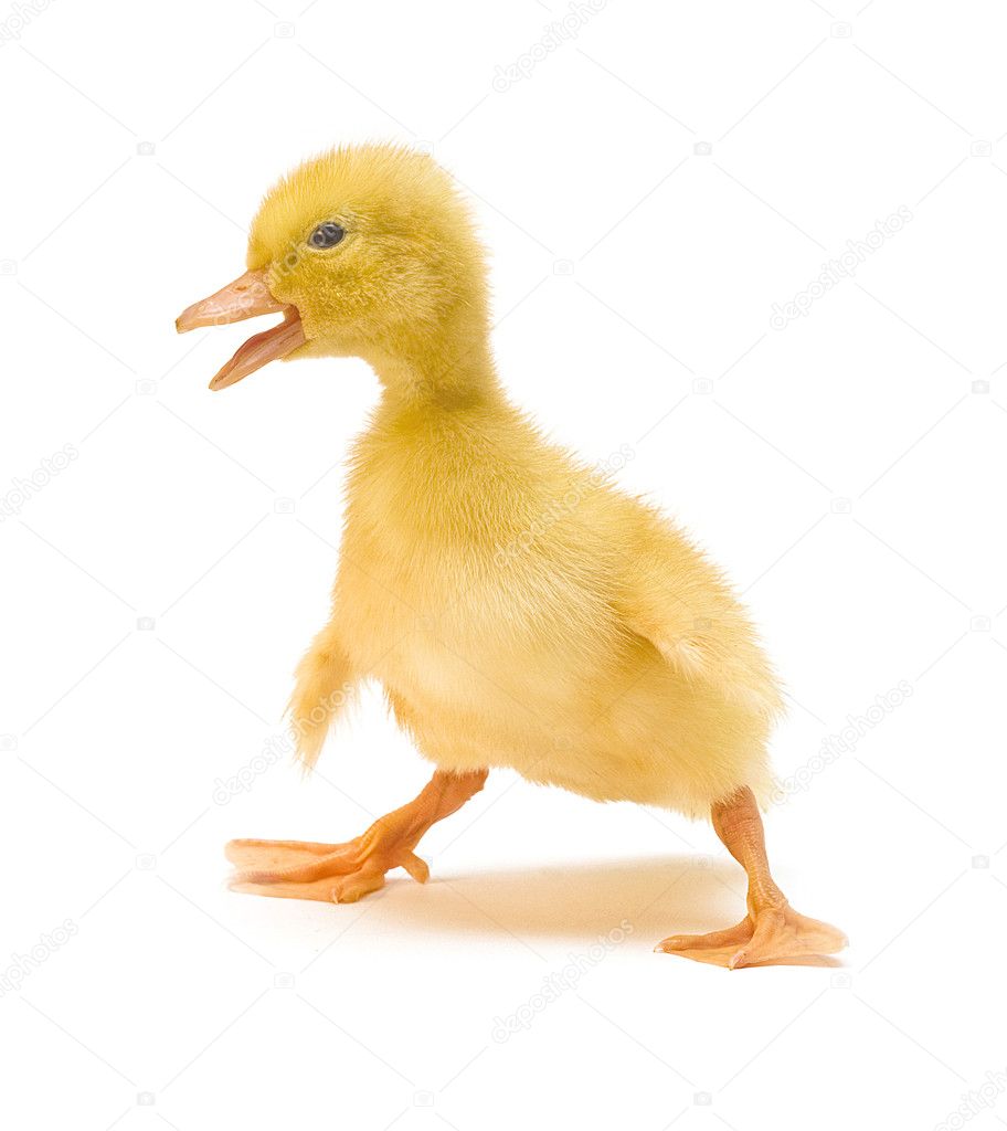 Duckling — Stock Photo © Tsekhmister #1332928