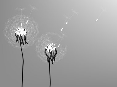 Two dandelions clipart