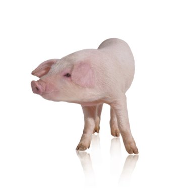 Pig clipart