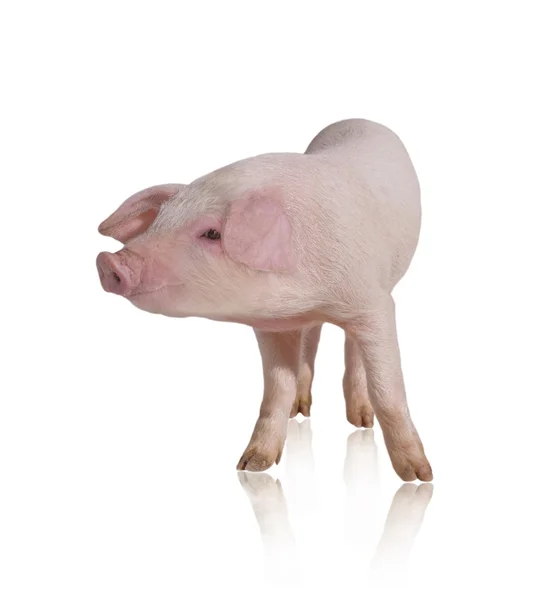 Świnia — Zdjęcie stockowe