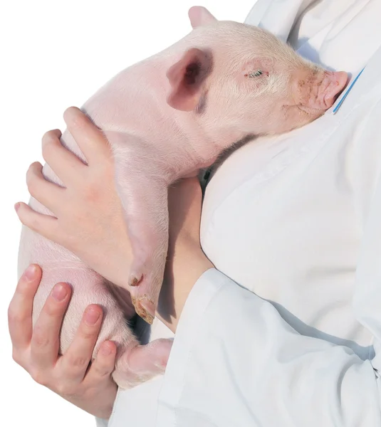 stock image Pig