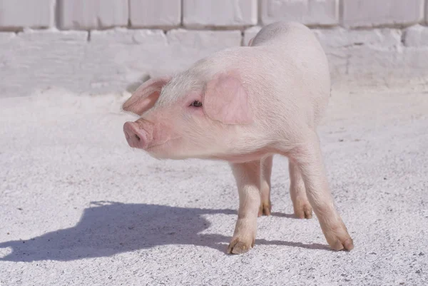 Schwein2 — Stockfoto