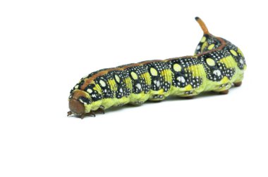 Isolated Caterpillar clipart