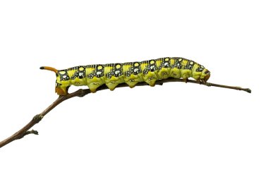 Isolated Caterpillar clipart