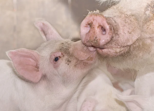 Мать и ребенок свиньи — стоковое фото