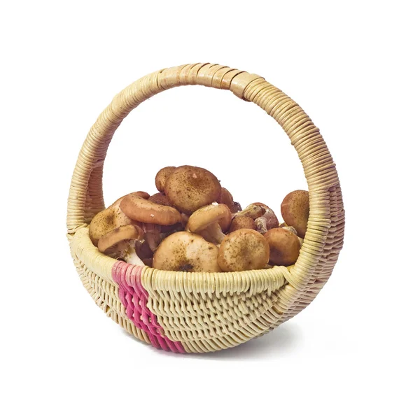 Mushrooms in a basket — Stock Photo, Image