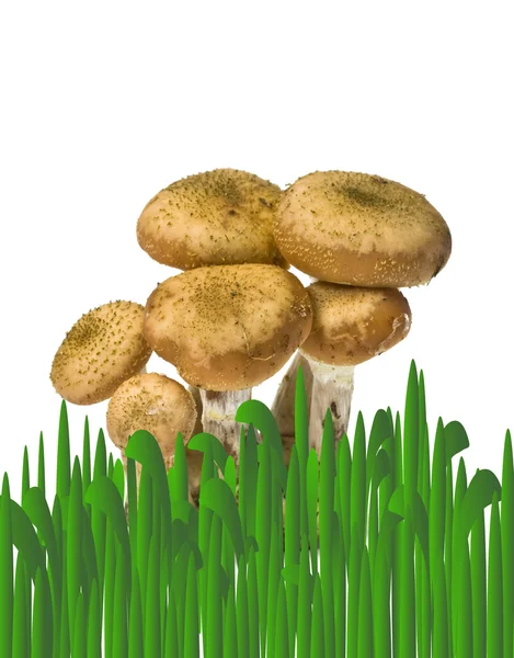 Mushrooms in a grass — Stock Photo, Image