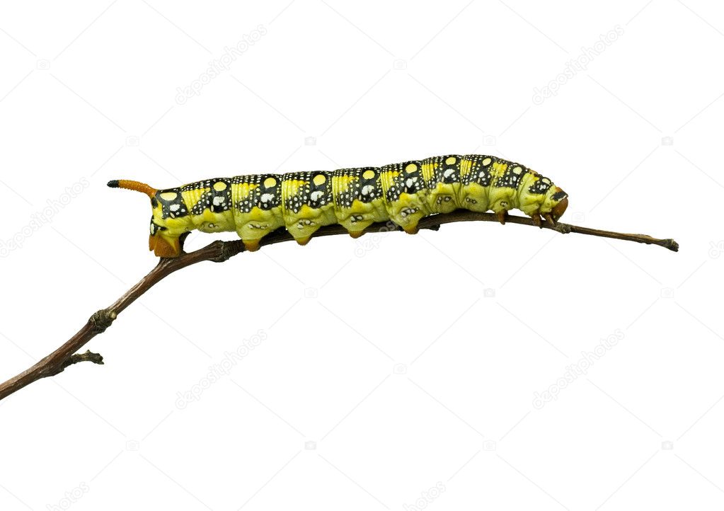 Isolated Caterpillar