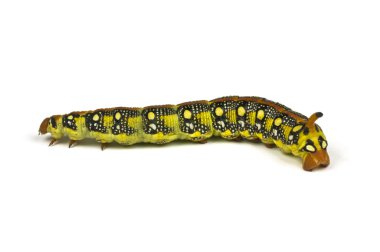 Isolated Caterpillar clipart