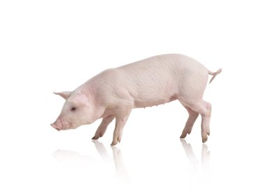 Pig clipart