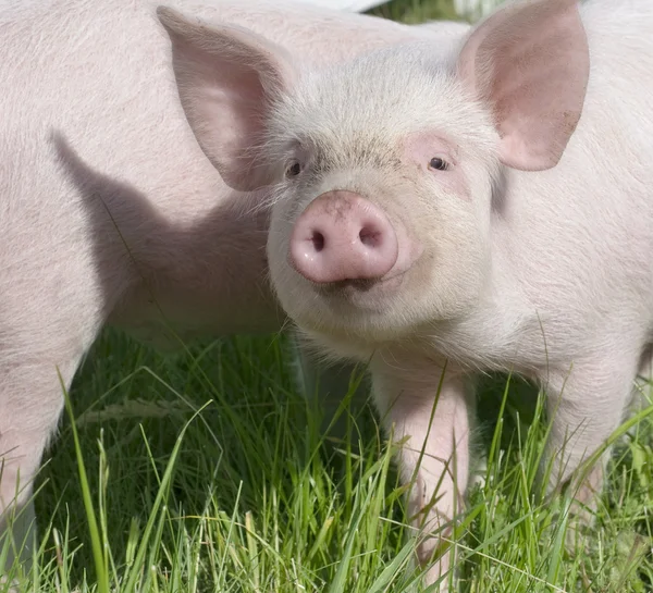 Невеликий свині — стокове фото