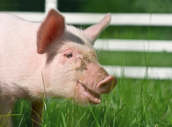 Cerdo pequeño —  Fotos de Stock