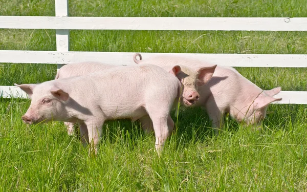 Маленькие свиньи — стоковое фото