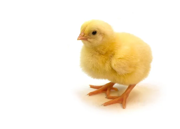 Sarı tavuk — Stok fotoğraf