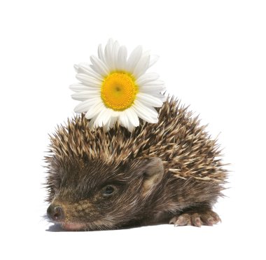 Hedgehog clipart