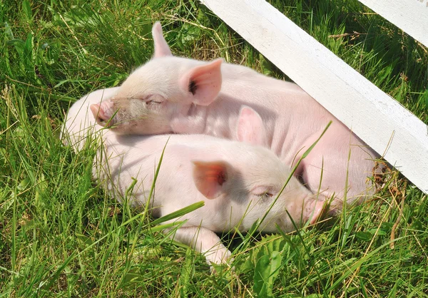 Małe świnie — Zdjęcie stockowe