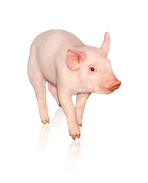 Pig — Stock Photo, Image