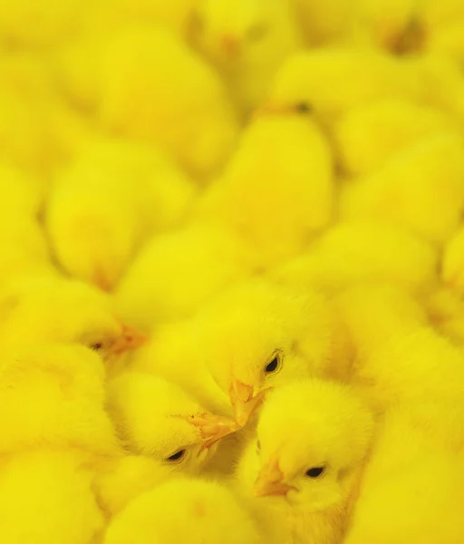 Grupo de galinha bebé — Fotografia de Stock
