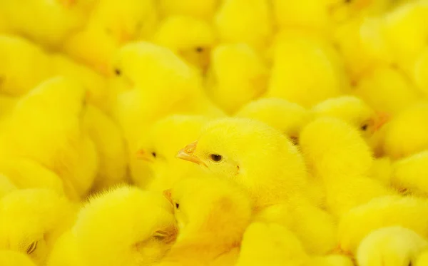 Grupp av baby kyckling — Stockfoto