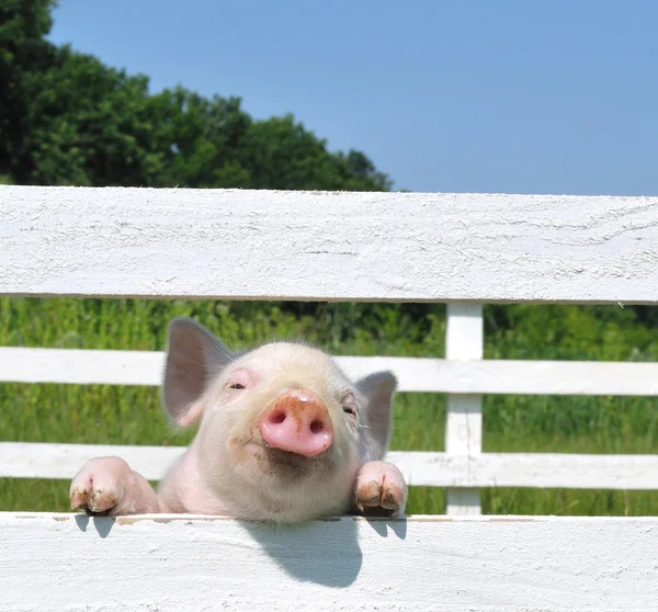 Cerdo pequeño Imágenes de stock libres de derechos