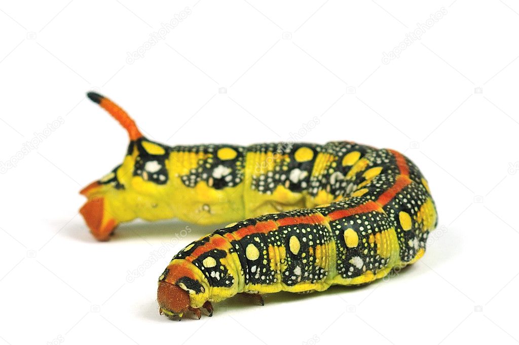 Isolated Caterpillar