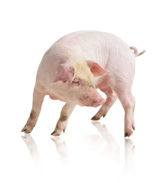 Cerdo —  Fotos de Stock