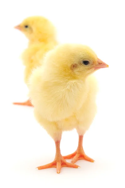 Sárga csirke — Stock Fotó